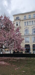 Geführte Wanderung Salzburg – Kirchbaum vor schönem Gebäude